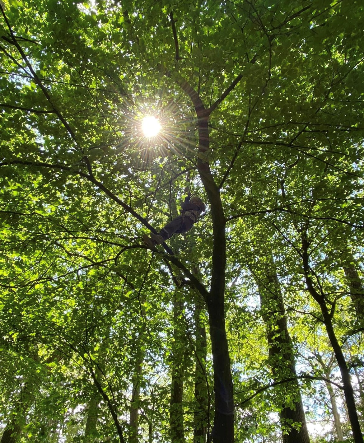 Barn højt oppe i et træ